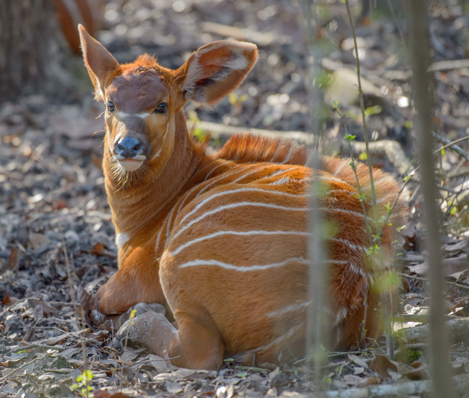 no.babygiraffe.030318.012